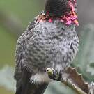 Colibri d'Anna