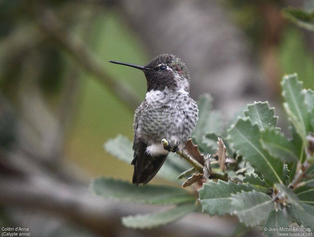 Colibri d'Anna