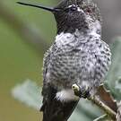 Colibri d'Anna