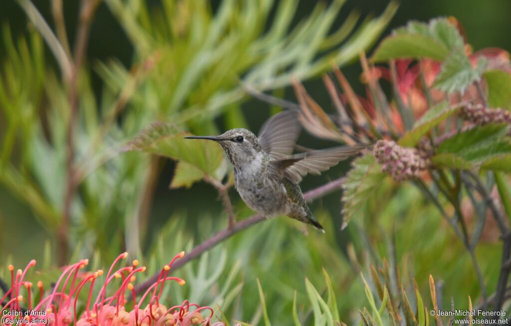 Anna's Hummingbird