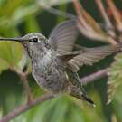 Colibri d'Anna