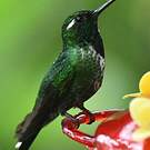 Colibri de Benjamin