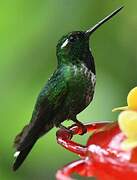 Purple-bibbed Whitetip