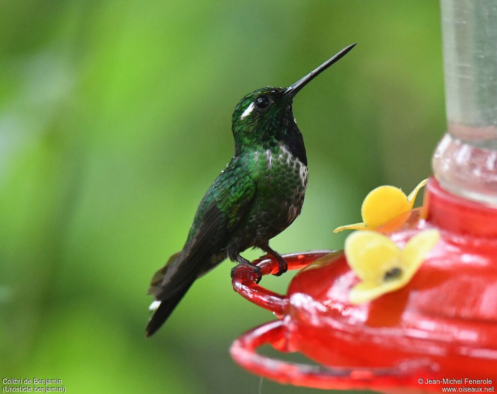 Purple-bibbed Whitetip