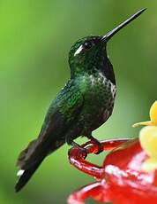 Colibri de Benjamin