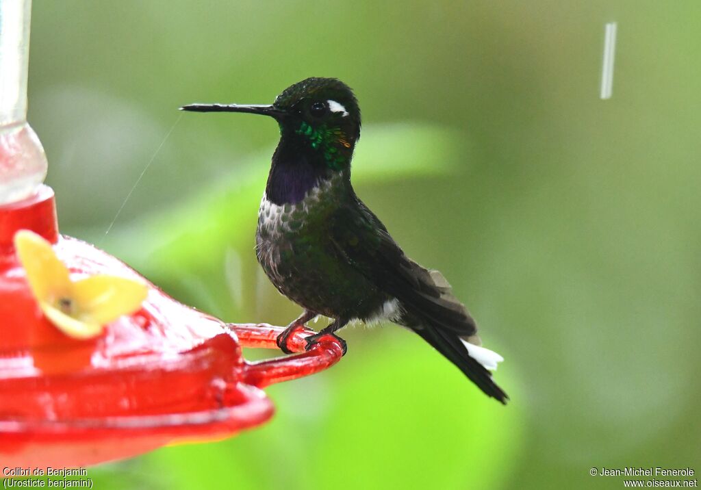 Purple-bibbed Whitetip