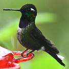 Colibri de Benjamin