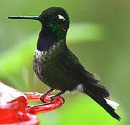 Purple-bibbed Whitetip