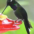 Colibri de Benjamin