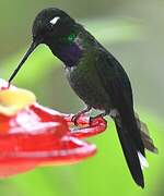 Purple-bibbed Whitetip