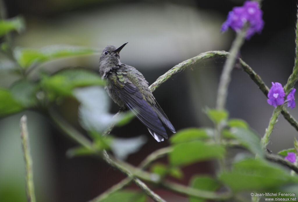 Scaly-breasted Hummingbird