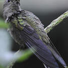 Colibri de Cuvier