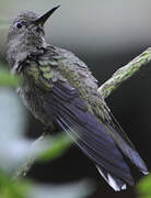 Scaly-breasted Hummingbird