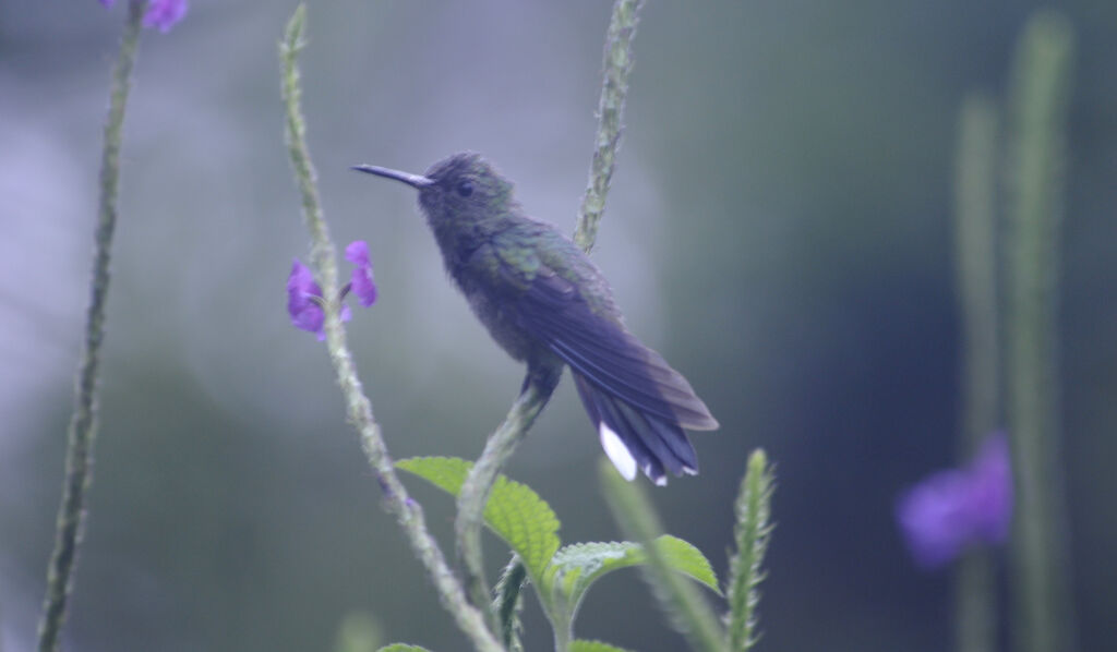 Colibri de Cuvier