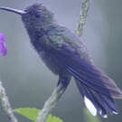 Colibri de Cuvier