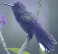 Scaly-breasted Hummingbird