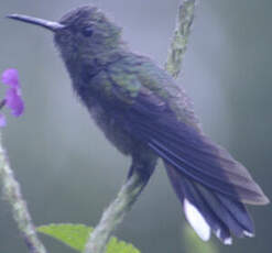 Colibri de Cuvier