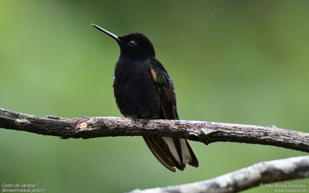 Colibri de Jardine