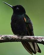 Velvet-purple Coronet