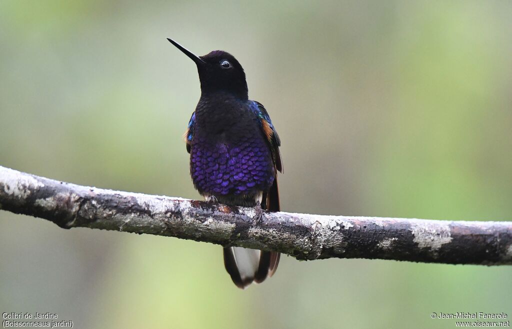 Colibri de Jardine