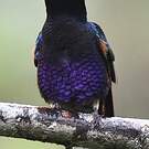 Colibri de Jardine