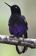 Velvet-purple Coronet