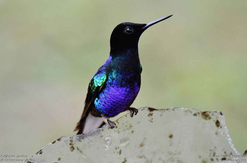 Velvet-purple Coronet