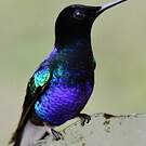 Colibri de Jardine