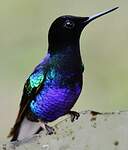 Colibri de Jardine