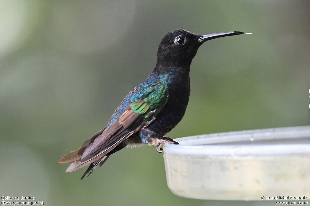 Colibri de Jardine