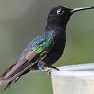Colibri de Jardine