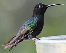 Velvet-purple Coronet