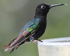 Colibri de Jardine