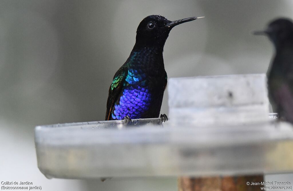 Velvet-purple Coronet