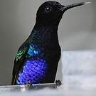 Colibri de Jardine