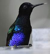 Velvet-purple Coronet