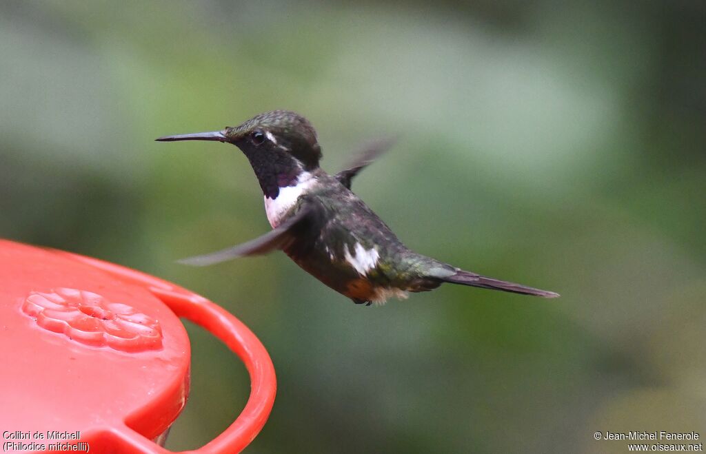 Purple-throated Woodstar