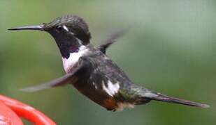 Purple-throated Woodstar