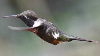 Purple-throated Woodstar