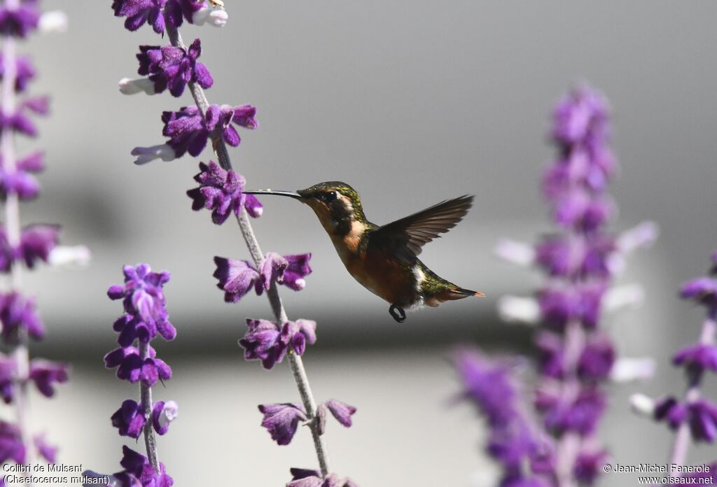 Colibri de Mulsant