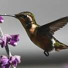 Colibri de Mulsant