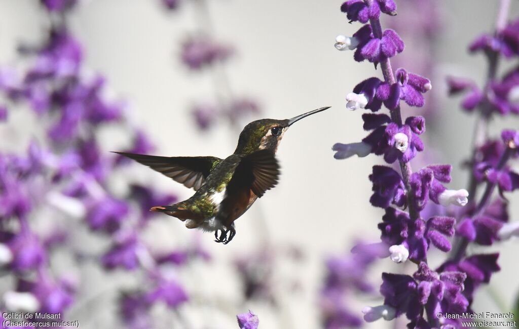 White-bellied Woodstar