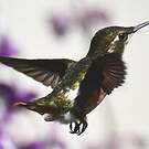 Colibri de Mulsant