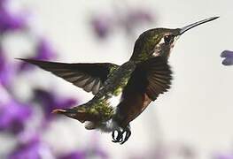 White-bellied Woodstar