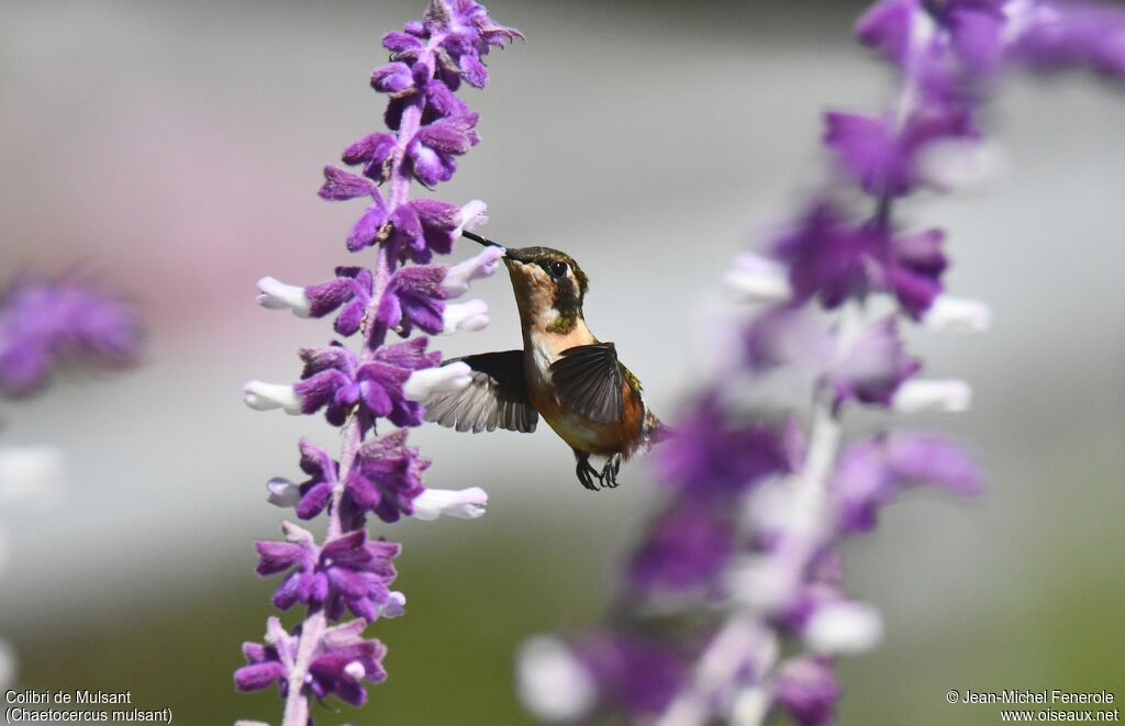 Colibri de Mulsant