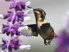 White-bellied Woodstar