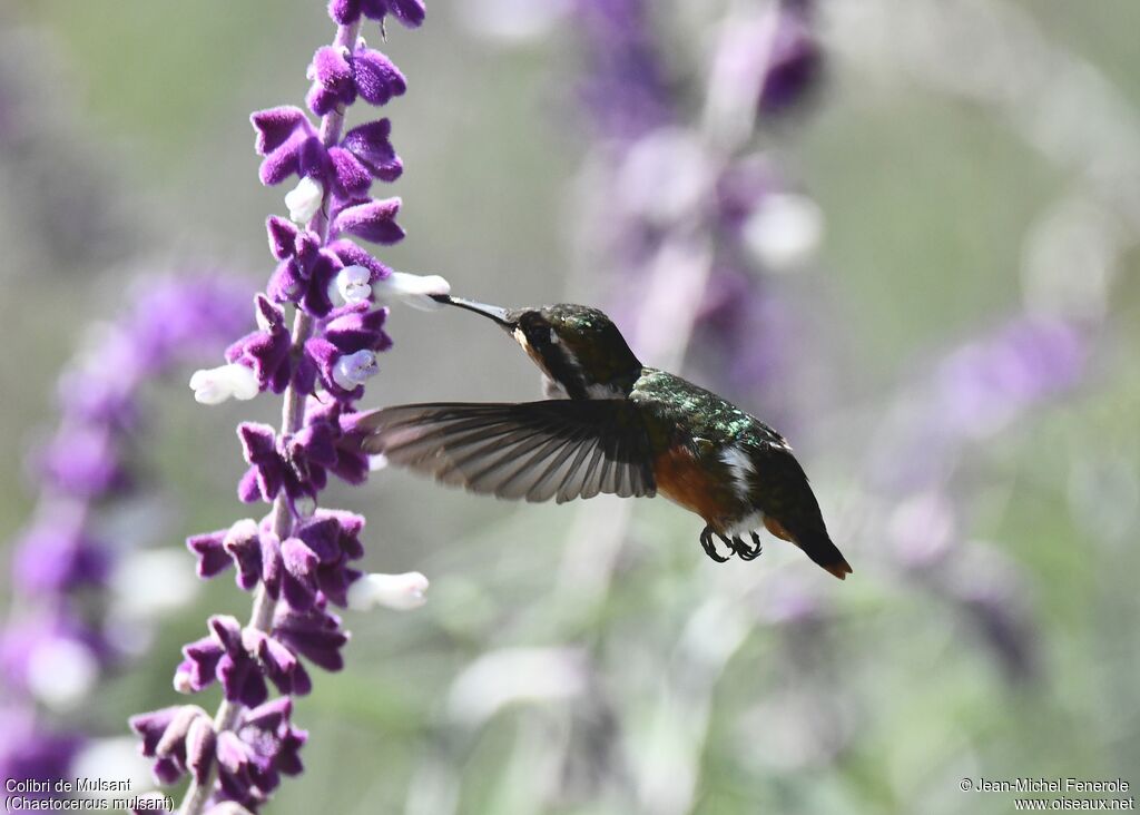 White-bellied Woodstar female