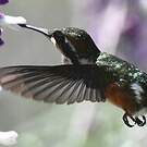 Colibri de Mulsant