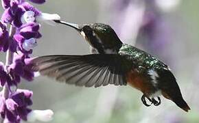 White-bellied Woodstar