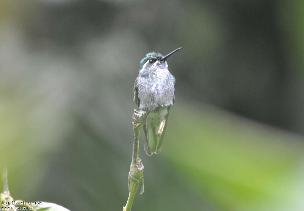 Colibri de Sybil